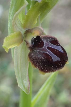 Ophrys massiliensis \ Marseille-Ragwurz / Marseille Spider Orchid, F  Martigues 17.3.2024 
