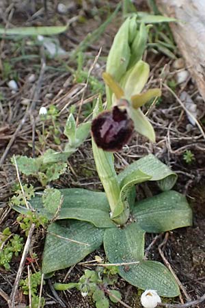 Ophrys massiliensis \ Marseille-Ragwurz / Marseille Spider Orchid, F  Martigues 17.3.2024 