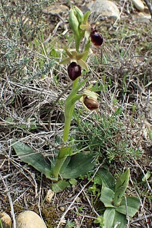 Ophrys massiliensis / Marseille Spider Orchid, F  St.Martin-de-Crau 17.3.2024 