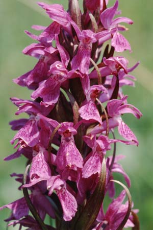 Dactylorhiza occitanica \ Occitanische Fingerwurz, Occitanisches Knabenkraut, F  Mas de Londres 22.5.1998 