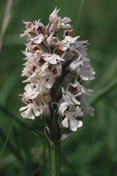 Neotinea conica \ Kegel-Knabenkraut / Conical Orchid, F  Corbières, Bugarach 14.5.1996 