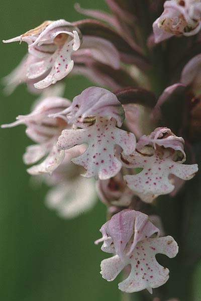 Neotinea conica \ Kegel-Knabenkraut / Conical Orchid, F  Corbières, Bugarach 14.5.1996 