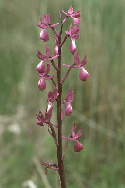 Anacamptis laxiflora \ Lockerblütiges Knabenkraut / Loose-flowered Orchid, F  Maures, Grimaud 11.5.1984 