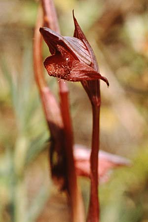 Serapias olbia \ Südfranzösischer Zungenständel / Hybrid Serapias, F  Dept. Var, Giens 21.5.1990 