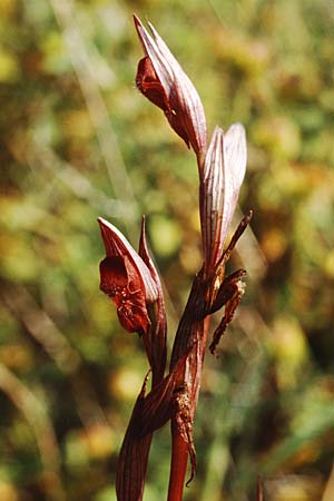 Serapias olbia \ Südfranzösischer Zungenständel / Hybrid Serapias, F  Dept. Var, Giens 21.5.1990 