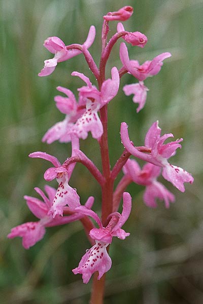 Orchis olbiensis \ Hyères-Knabenkraut / Hyres Orchid, F  S.Vallier-de-Thiey 23.4.2000 