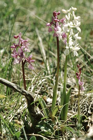 Orchis olbiensis farbvariante_color-variant \ Hyères-Knabenkraut / Hyères Orchid, F  S.Vallier-de-Thiey 29.4.2005 