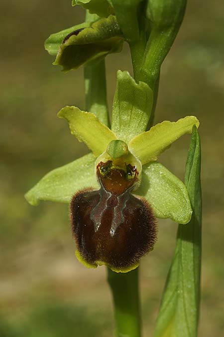 Ophrys suboccidentalis subsp. olonae \ Olonne-Ragwurz / Olonne Spider Orchid, F  Noirmoutier 16.3.2023 (Photo: Helmut Presser)