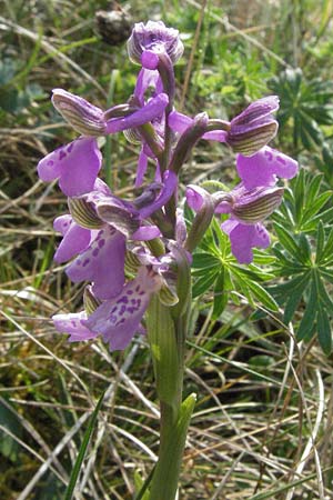 Anacamptis morio \ Salep-Knabenkraut, Kleines Knabenkraut / Green-Winged Orchid, F  Elsass/Alsace, Westhalten 28.4.2007 