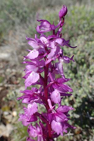 Orchis mascula \ Manns-Knabenkraut, Stattliches Knabenkraut / Early Purple Orchid, F  Caussols 2.5.2023 