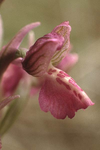 Anacamptis morio \ Salep-Knabenkraut, Kleines Knabenkraut / Green-Winged Orchid, F  Voiron, Isère - Tal / Valley 5.5.1984 