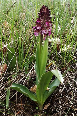 Orchis purpurea \ Purpur-Knabenkraut / Lady Orchid, F  Gap 29.4.2023 