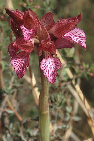 Anacamptis papilionacea subsp. septentrionalis \ Nördliches Schmetterlings-Knabenkraut, F  S.Vallier-de-Thiey 16.5.1996 