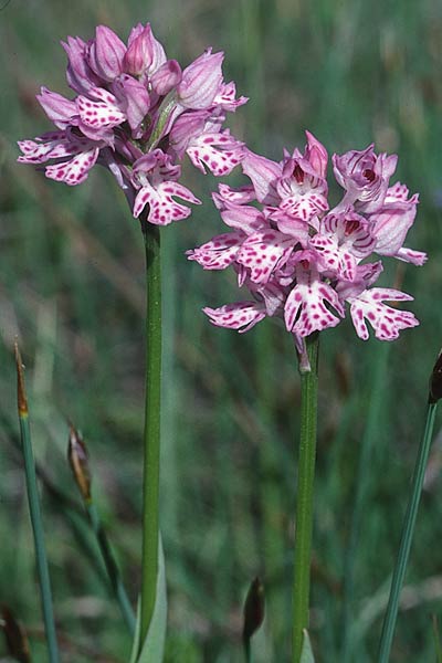 Neotinea tridentata \ Dreizähniges Knabenkraut / Toothed Orchid, F  Blausasc 15.5.1999 