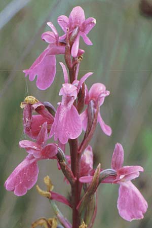Anacamptis palustris \ Sumpf-Knabenkraut / Marsh Orchid, F  Dept.Herault, Carnon 1.6.1990 
