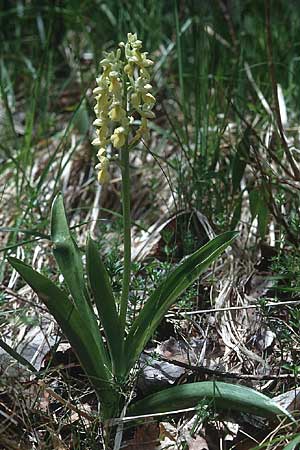 Orchis pallens \ Bleiches Knabenkraut, Blasses Knabenkraut, F  Col de Menèe 11.5.2000 