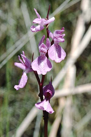 Anacamptis palustris \ Sumpf-Knabenkraut / Marsh Orchid, F  Dept.Herault, Carnon 28.5.2000 