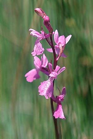 [click] Anacamptis palustris, F   Aix-les-Bains 24.5.2003 