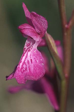 Anacamptis palustris \ Sumpf-Knabenkraut / Marsh Orchid, F  Dept.Herault, Carnon 26.5.2005 