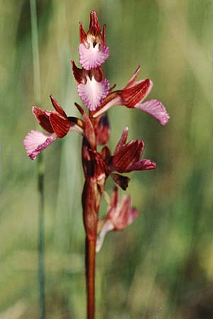 Anacamptis papilionacea subsp. septentrionalis \ Nördliches Schmetterlings-Knabenkraut / Northern Butterfly Orchid, F  Maures, Le Luc 15.5.1996 