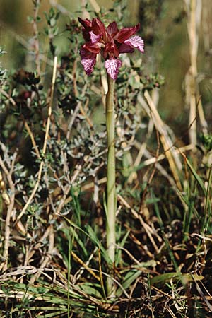 Anacamptis papilionacea subsp. septentrionalis \ Nördliches Schmetterlings-Knabenkraut / Northern Butterfly Orchid, F  S.Vallier-de-Thiey 16.5.1996 