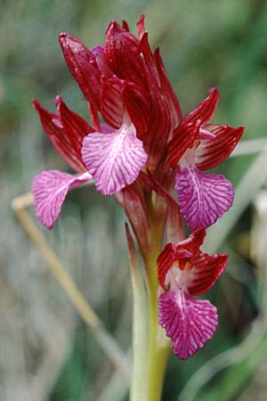 Anacamptis papilionacea subsp. septentrionalis \ Nördliches Schmetterlings-Knabenkraut / Northern Butterfly Orchid, F  S.Vallier-de-Thiey 16.5.1996 