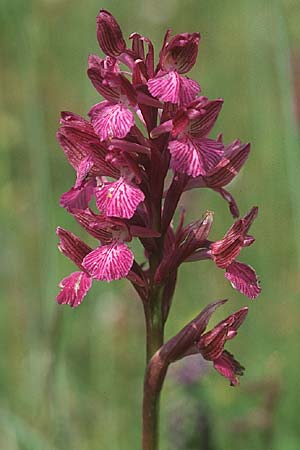 Anacamptis papilionacea subsp. septentrionalis \ Nördliches Schmetterlings-Knabenkraut, F  S.Vallier-de-Thiey 17.5.2004 