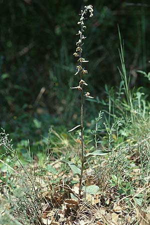 Epipactis kleinii \ Kleinblütige Ständelwurz / Small-flowered Helleborine, F  Pyrenäen/Pyrenees, Montbolo 4.6.2001 