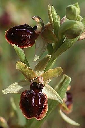 Ophrys garganica subsp. passionis \ Oster-Ragwurz / Passion Bee Orchid, F  Massif de l'Estaque 17.4.1999 