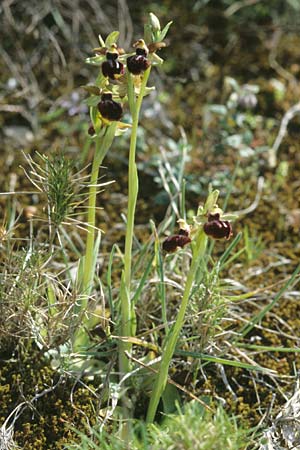 Ophrys garganica subsp. passionis \ Oster-Ragwurz / Passion Bee Orchid, F  Massif de l'Estaque 17.4.1999 