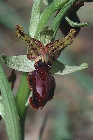 Ophrys garganica subsp. passionis \ Oster-Ragwurz / Passion Bee Orchid (Teil-Atavismus / partial atavism), F  Istres 26.3.2001 