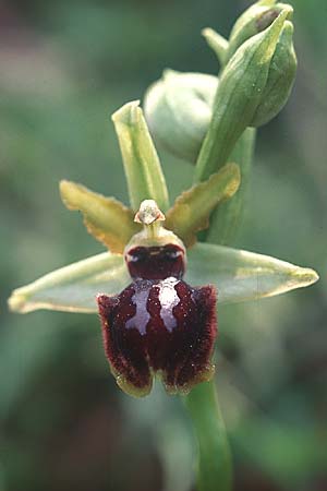Ophrys garganica subsp. passionis \ Oster-Ragwurz / Passion Bee Orchid, F  Carcassonne 10.4.2004 
