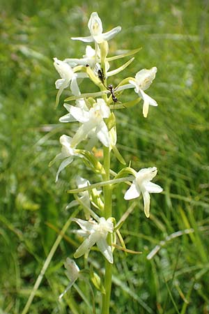 Platanthera bifolia subsp. latiflora / Lesser Butterfly Orchid, F  Vosges, Grand Ballon 2.7.2018 