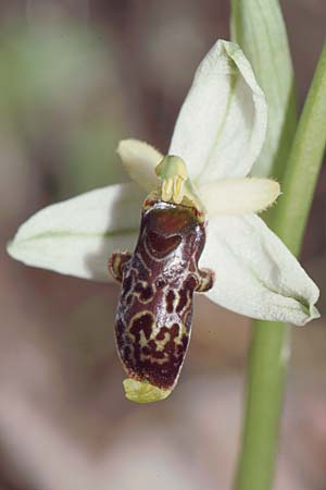 Ophrys philippei \ Philippes Ragwurz, F  Belgentier 10.5.2002 