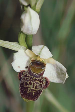 Ophrys philippei \ Philippes Ragwurz / Philippe's Bee Orchid, F  Belgentier 10.5.2002 