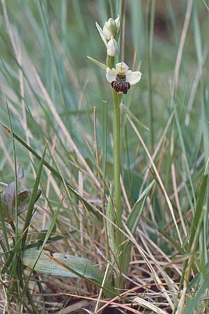 Ophrys philippei \ Philippes Ragwurz / Philippe's Bee Orchid, F  Belgentier 10.5.2002 