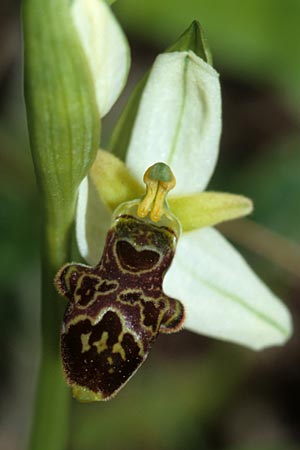 Ophrys philippei \ Philippes Ragwurz / Philippe's Bee Orchid, F  Belgentier 18.5.2002 