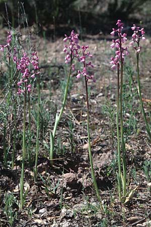 Anacamptis picta \ Französisches Salep-Knabenkraut / French Green-Veined Orchid, F  Draguignan 16.5.1996 