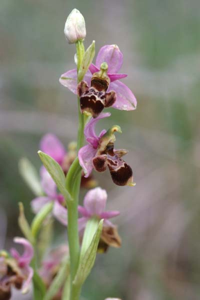 Ophrys scolopax \ Schnepfen-Ragwurz, F  Dept. Var, Flayosc 15.5.1999 