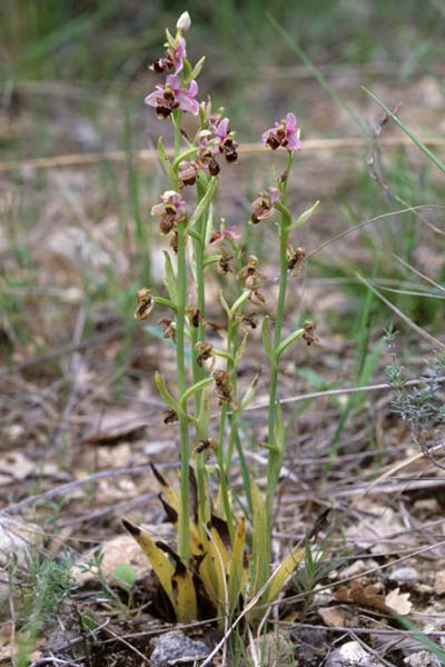 Ophrys scolopax \ Schnepfen-Ragwurz, F  Dept. Var, Flayosc 15.5.1999 