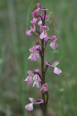 Orchis picta, F Maures 9.5.00