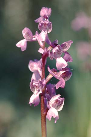 Anacamptis picta \ Französisches Salep-Knabenkraut / French Green-Veined Orchid, F  Maures, Les Mayons 28.4.2002 