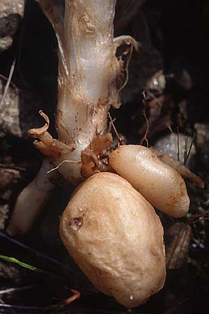 Anacamptis picta \ Französisches Salep-Knabenkraut / French Green-Veined Orchid (Knollen freigelegt von Wildschweinen / bulbs digged out by wild boars), F  Maures, Les Mayons 11.5.2002 