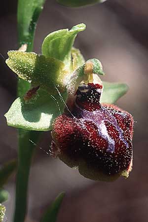 Ophrys garganica subsp. passionis \ Oster-Ragwurz / Passion Bee Orchid (vs. provincialis ?), F  Massif de l'Estaque 11.4.2004 