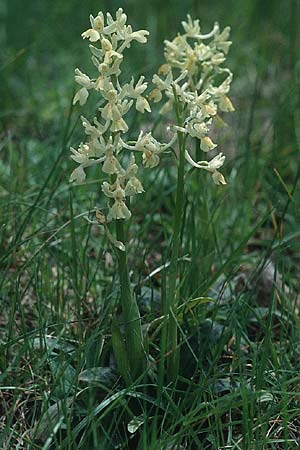 Orchis provincialis \ Provence-Knabenkraut / Provence Orchid, F  Corbières, Bugarach 14.5.1996 