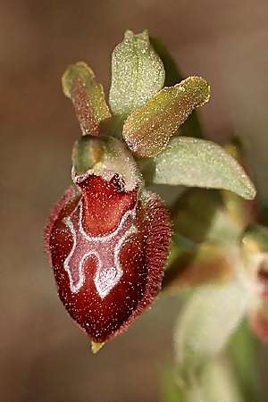 Ophrys provincialis \ Provence-Ragwurz, F  Ampus 21.5.1998 