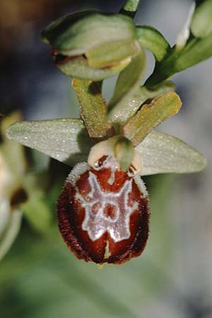 Ophrys provincialis \ Provence-Ragwurz, F  Martigues 21.4.2000 