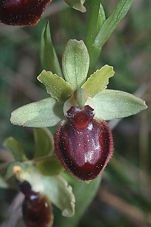 Ophrys provincialis \ Provence-Ragwurz, F  Le Cannet-des-Maures 15.4.2001 