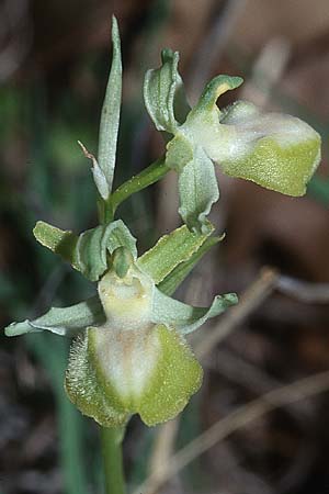 Ophrys provincialis farbvariante_color-variant / Provence Spider Orchid, F  Maures, Les Mayons 15.4.2001 