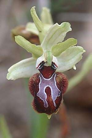 Ophrys provincialis \ Provence-Ragwurz / Provence Bee Orchid, F  Maures, Vidauban 28.4.2002 